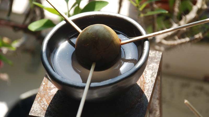 plantar aguacate. semilla