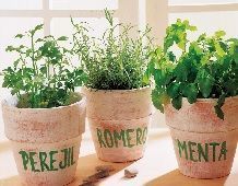 plantas aromáticas repelentes