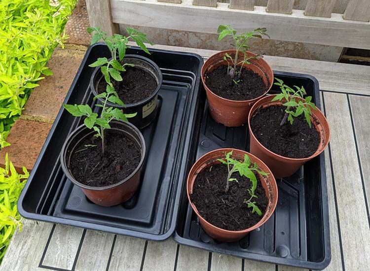 Plantas de tomate