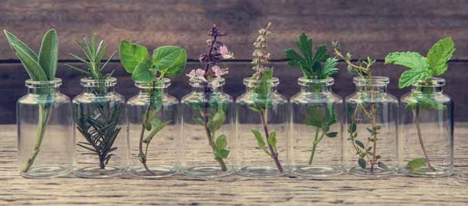plantas medicinales y aromaticas