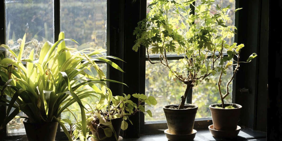 plantas ornamentales ventana