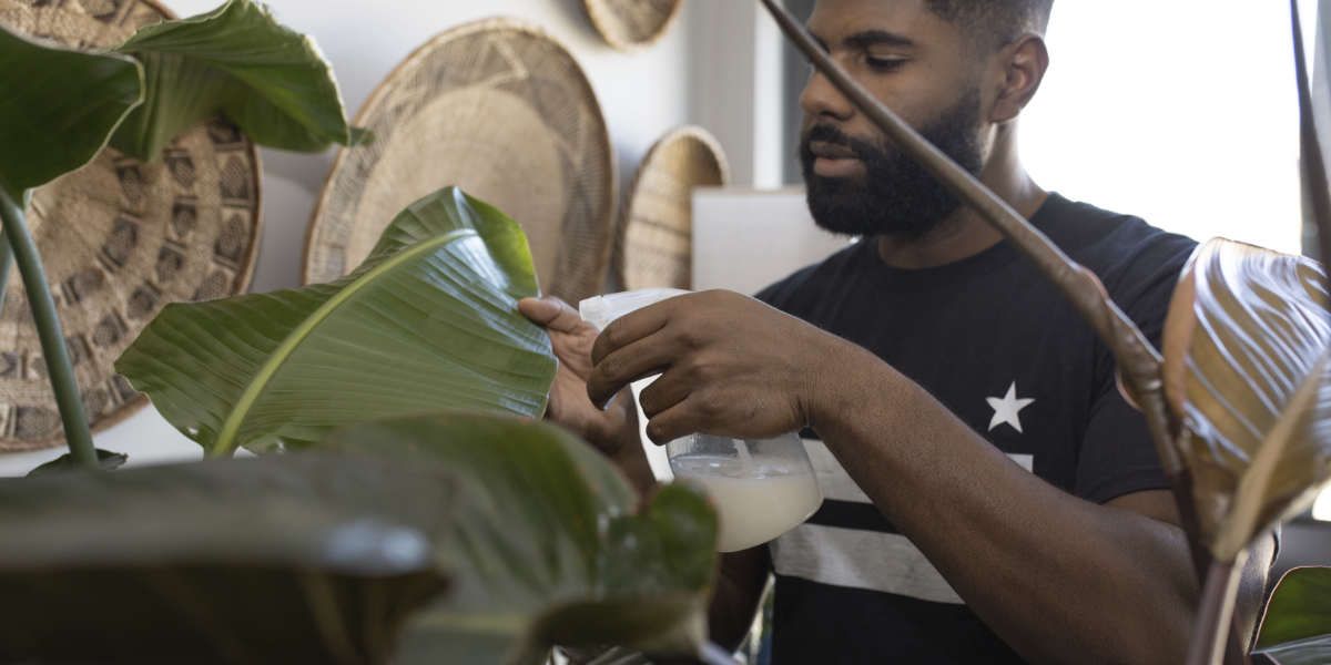 plantas ornamentales cuidados