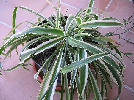 Cinta (Chlorophytum comosum) en maceta