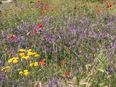 herbicidas-plantas-silvestres