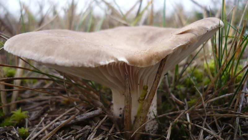 pleurotus eryngii seta de cardo