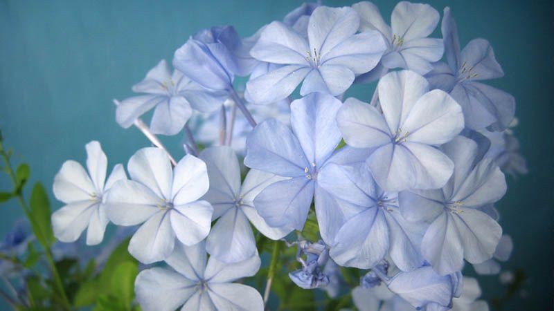 plumbago auriculata, jazmín azul
