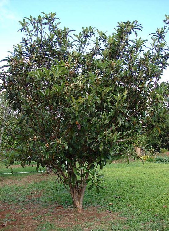 poda del níspero