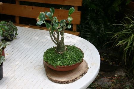 poda y esquejado de Soleiroila
