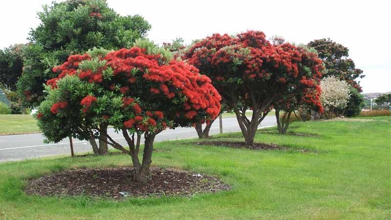 pohutukawa Metrosideros excelsa