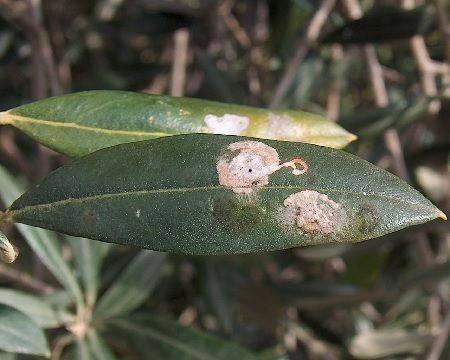 polilla del olivo polilla del olivo Prays oleae. Plagas y enfermedades del olivo