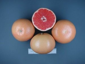 pomelo Star Ruby variedades de cítricos