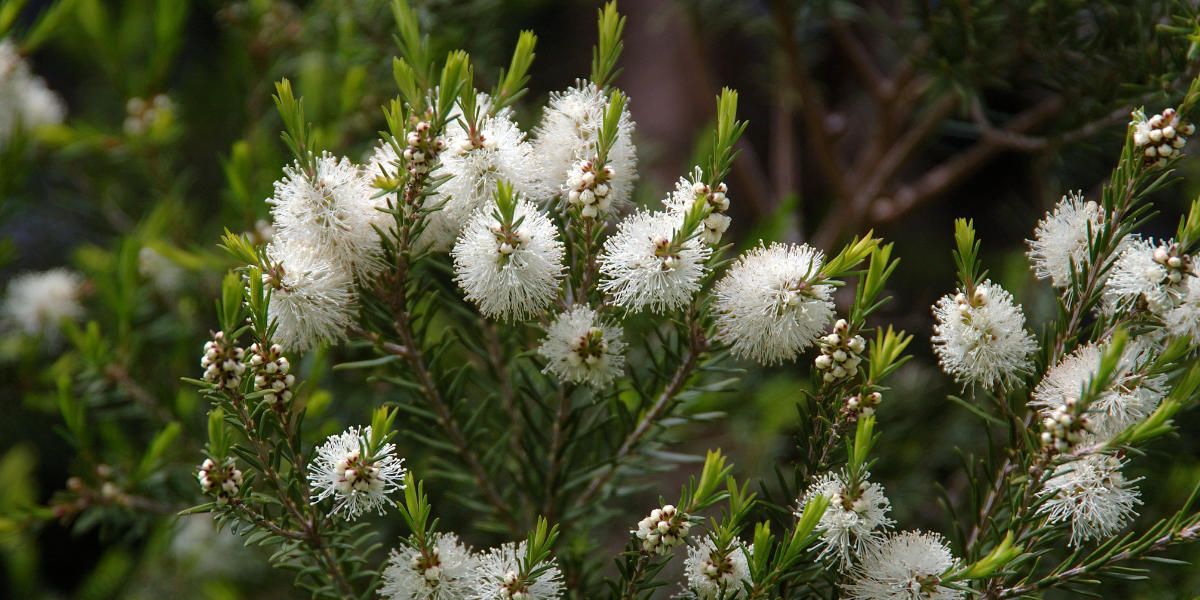 flor de árbol de té
