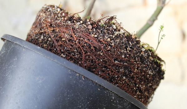 maceta con raices y micorrizas