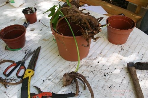 proceso de trasplante de Phyllodendrum proceso de trasplante de Phyllodendrum