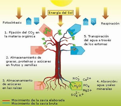 procesos plantas aromáticas