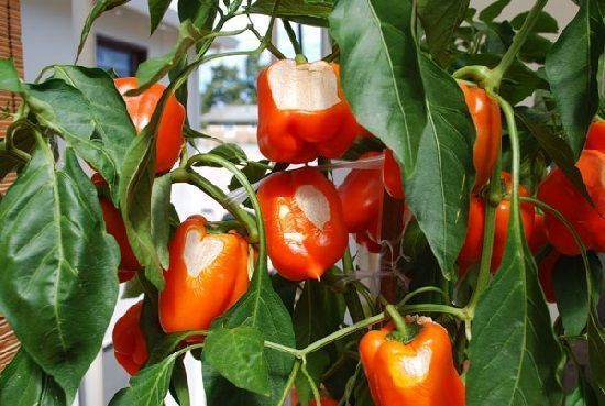 producción de frutos y relación CN
