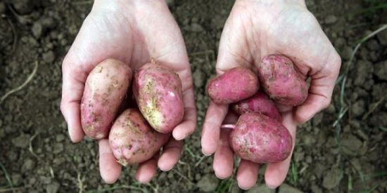 productos procedentes de agricultura ecológica