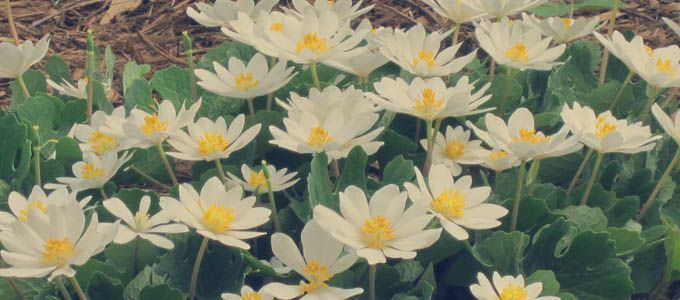 floración de sanguinaria canadensis