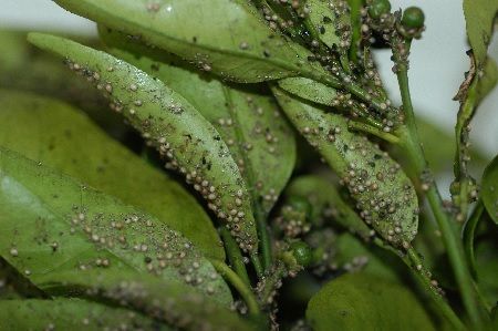 pulgones en cítricos pulgón en cítricos