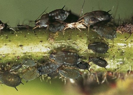 pulgón en uva de mesa