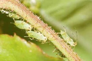 pulgón sobre huerto ecológico pulgón sobre huerto ecológico