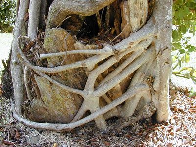 Raíces de F. microcarpa estrangulando