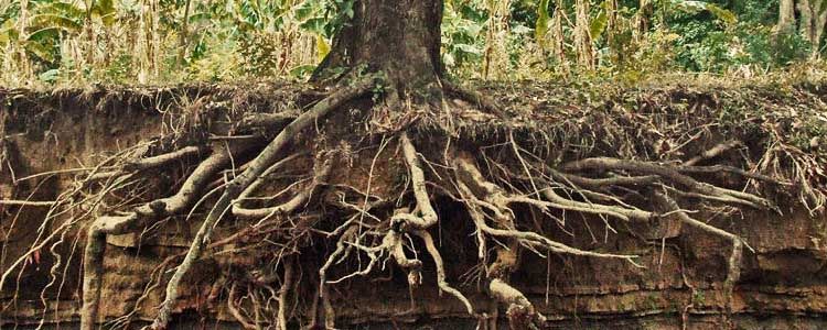 desarrollo de raíces en árbol