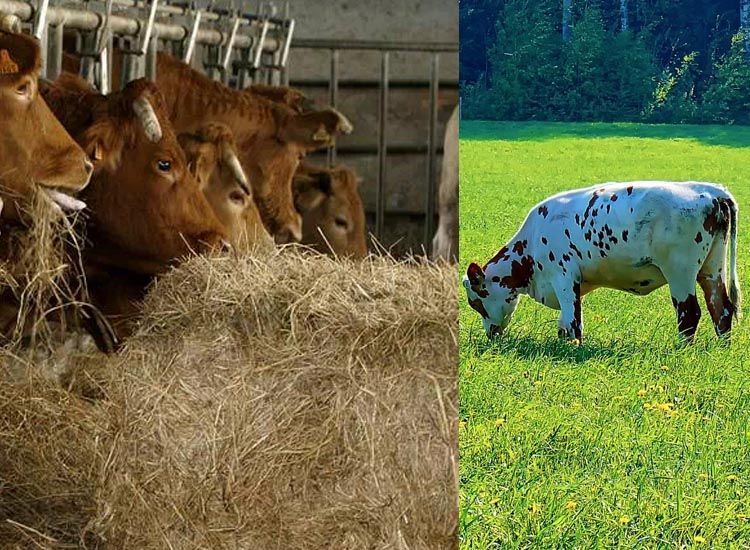 gusano de la harina vs carne de vacuno