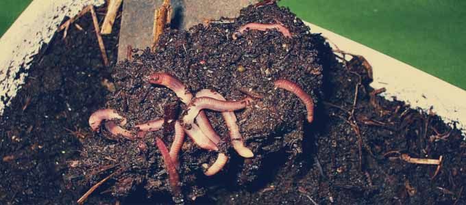 relacion carbono nitrogeno compost