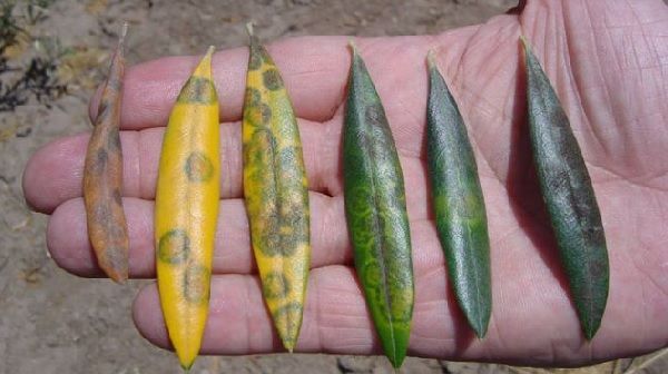 hojas de olivo afectado por repilo