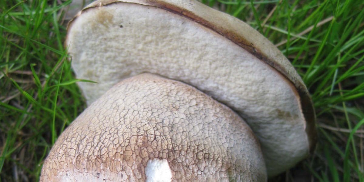 Detalle de la retícula de Boletus reticulatus