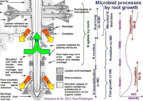 La rizodeposición de las plantas