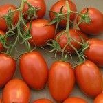 roma Variedades de tomates