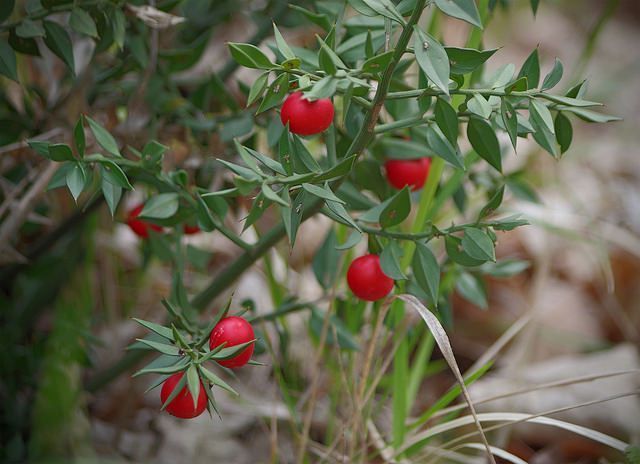rusco ruscus aculeatus bayas