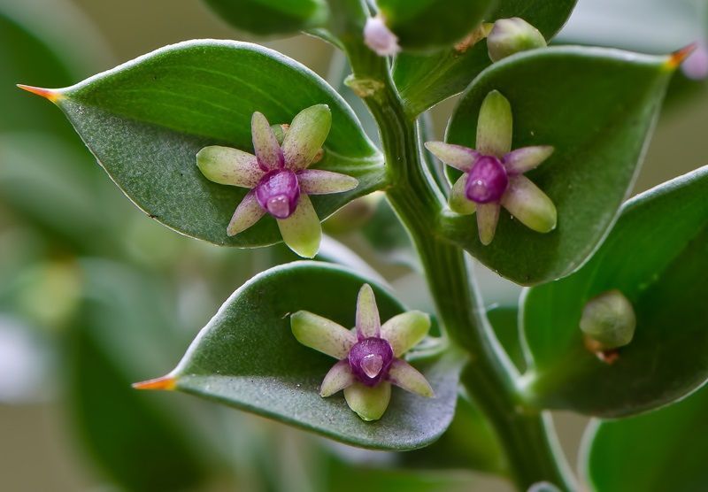 rusco ruscus aculeatus flor