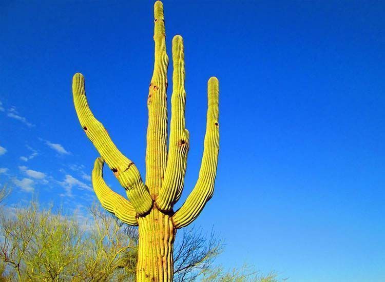 Saguaro brazos