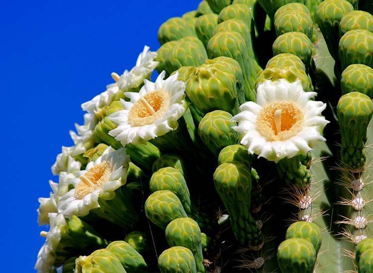 saguaro floración