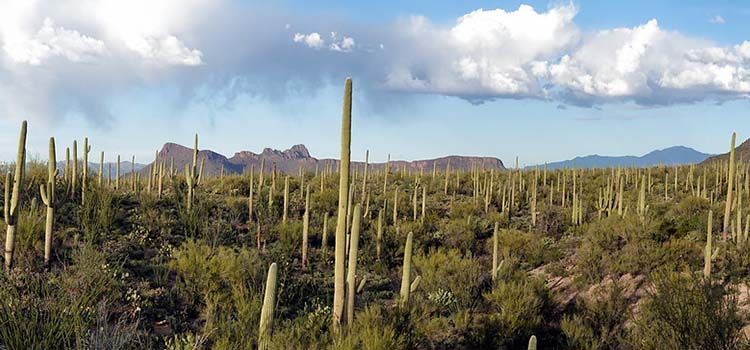 desierto de saguaro