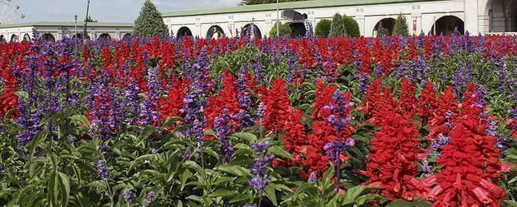 salvia roja portada