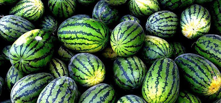 sandia