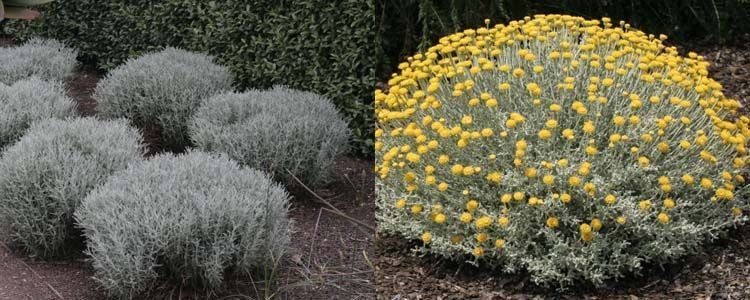santolina-chamaecyparissus-vegetativa-floracion