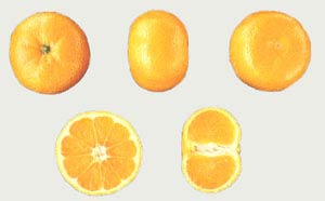 satsumas variedades de cítricos