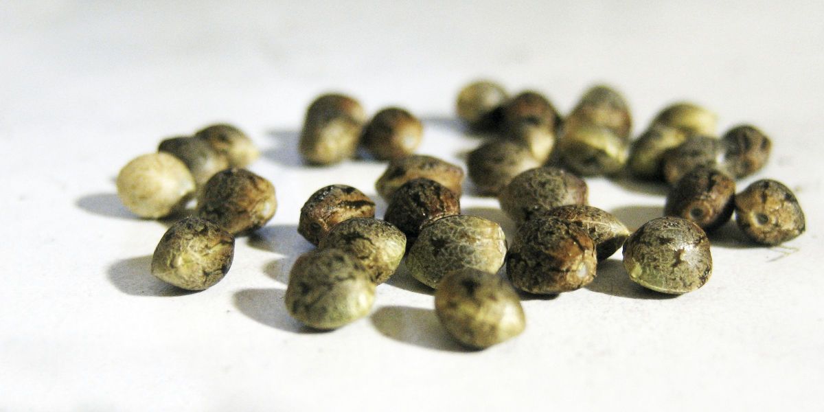 semillas de marihuana