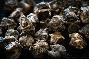 Semillas de remolacha Cultivo de remolacha. Semillas en el huerto