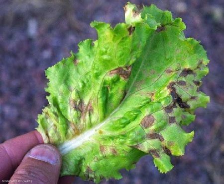 septoria enfermedades cultivo de lechuga