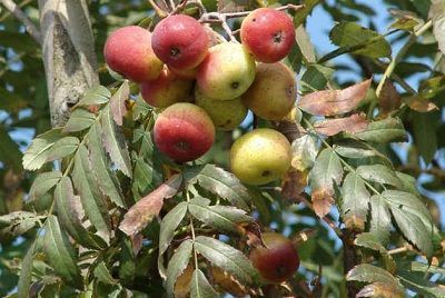 sorbus domestica serbal