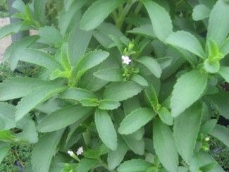 stevia Stevia rebaudiana