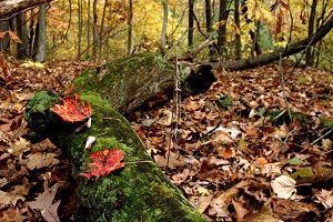 suelo bosque hojarasca