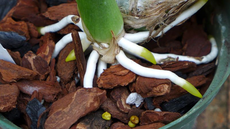 sustrato para orquídeas