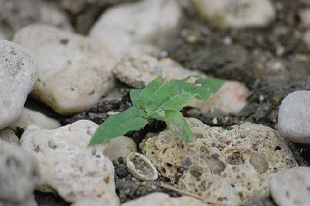 Suelo con piedras